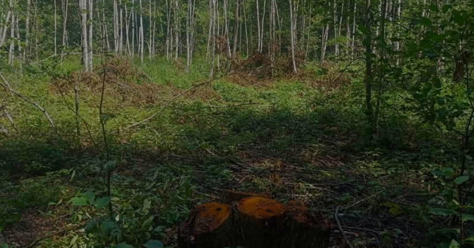 Фото: ДЕІ