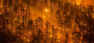 Фото: WWF Spain