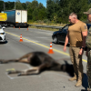 Загибель червонокнижної лосихи на Житомирщині розслідують екологи