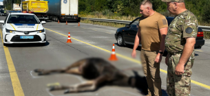 Загибель червонокнижної лосихи на Житомирщині розслідують екологи