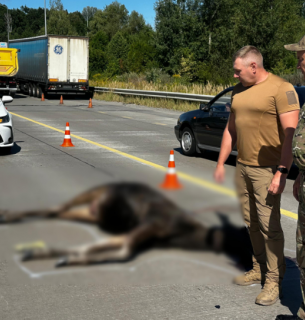 Загибель червонокнижної лосихи на Житомирщині розслідують екологи
