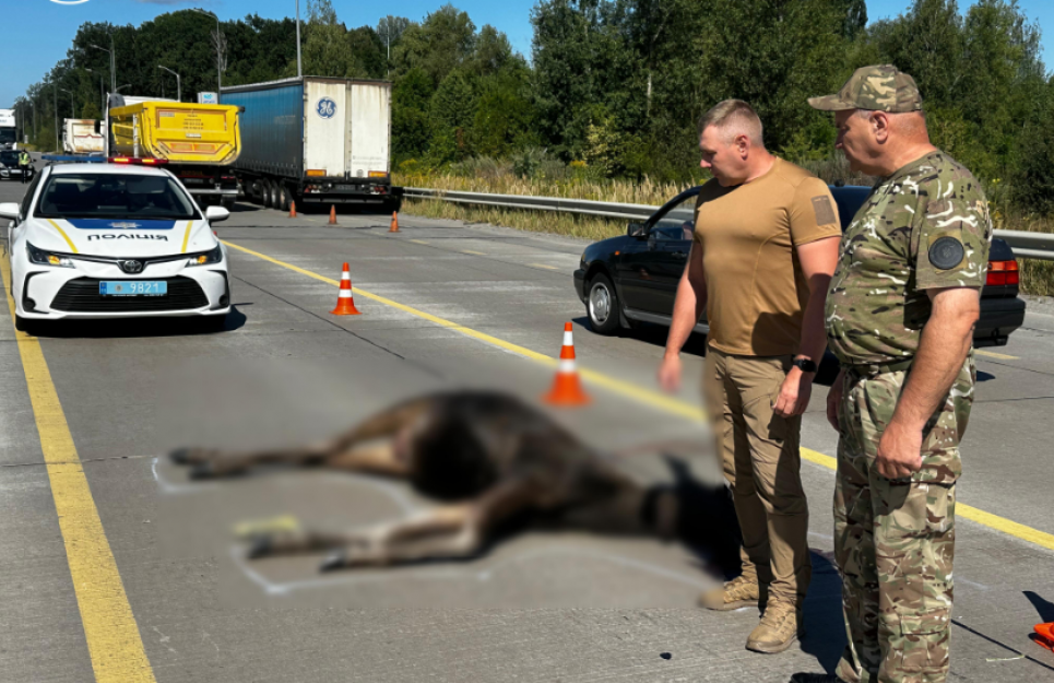 Загибель червонокнижної лосихи на Житомирщині розслідують екологи