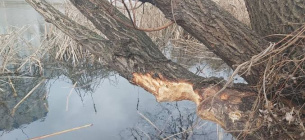 У парку «Позняки» захищають дерева від бобрів. Фото: ТСН