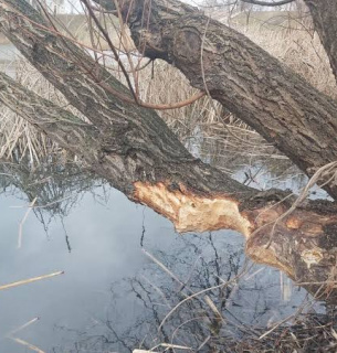 У парку «Позняки» захищають дерева від бобрів. Фото: ТСН