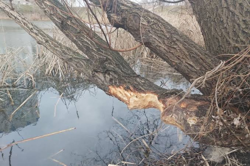 У парку «Позняки» захищають дерева від бобрів. Фото: ТСН