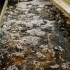 У Словаччині масштабують вирощування кларієвого сома в УЗВ до 400 тонн на рік